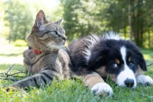 Собаки и кошки. Польза для здоровья и эмоционального благополучия