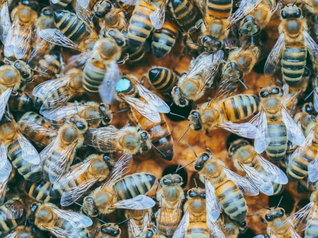 Гении инженерии: архитектура домов пчел и их удивительная организация