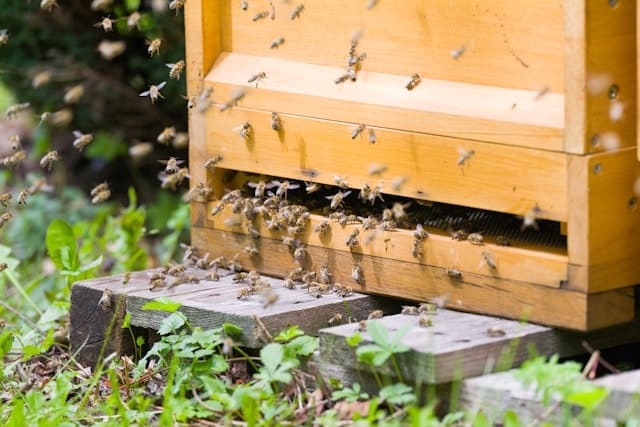 Гении инженерии: архитектура домов пчел и их удивительная организация