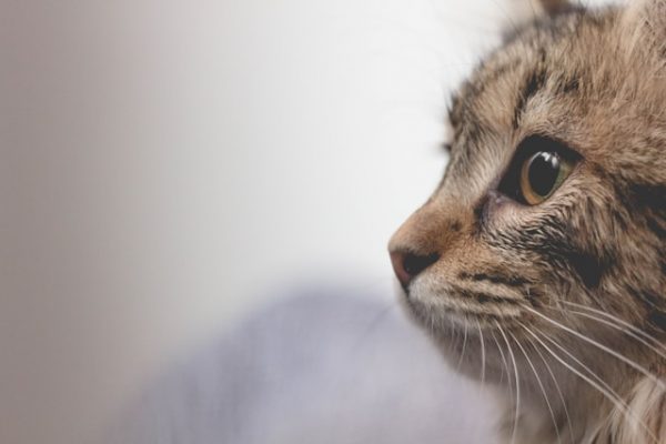 10 забавных фактов о поведении кошек, которые вас удивят